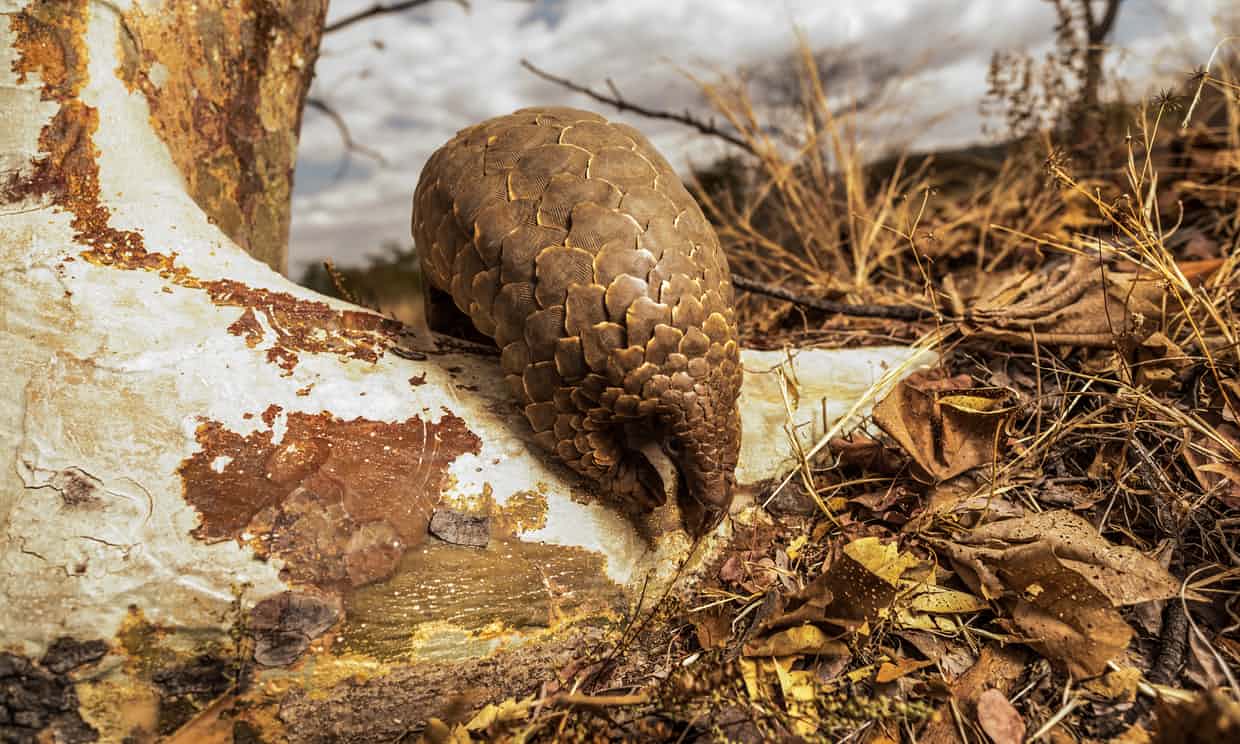 Pangolins are one of the world’s most endangered species, some estimate that over one million of them are killed every year for their scales, meat and blood. Photograph: Adrian Steirn/Barcroft Images